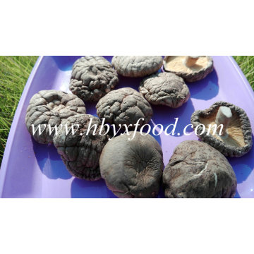 Top Quality Wholesale Dried Smooth Shiitake Mushroom